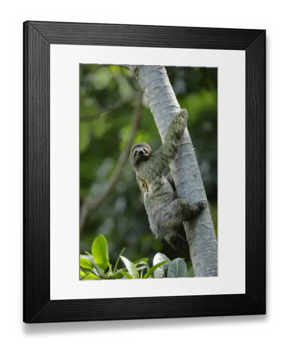 Framed Print : Three-toed Sloth Framed Print : Three-toed Sloth