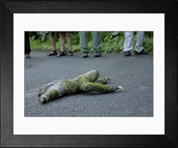 Framed Print : Three-toed Sloth Framed Print : Three-toed Sloth