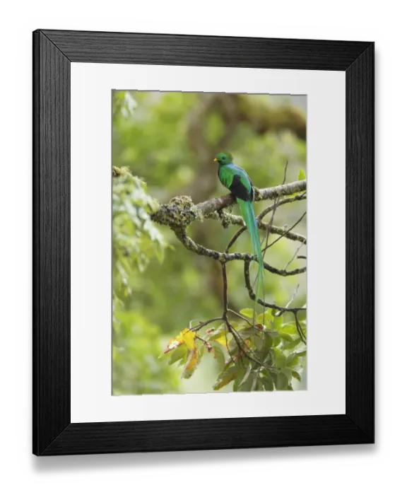 Framed Print : Resplendent Quetzal Framed Print : Resplendent Quetzal