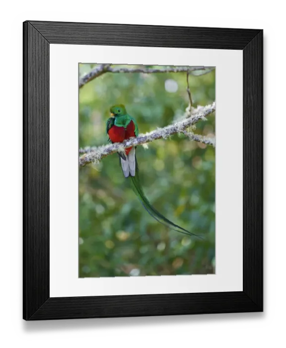 Framed Print : Resplendent Quetzal Framed Print : Resplendent Quetzal