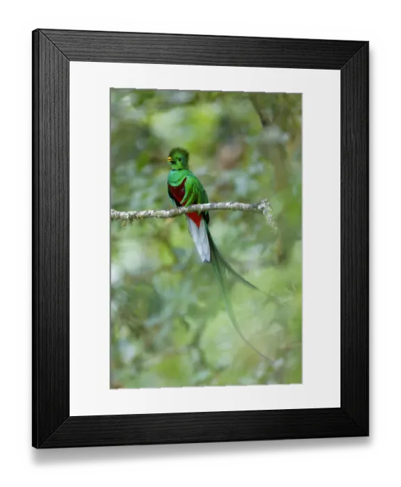 Framed Print : Resplendent Quetzal Framed Print : Resplendent Quetzal
