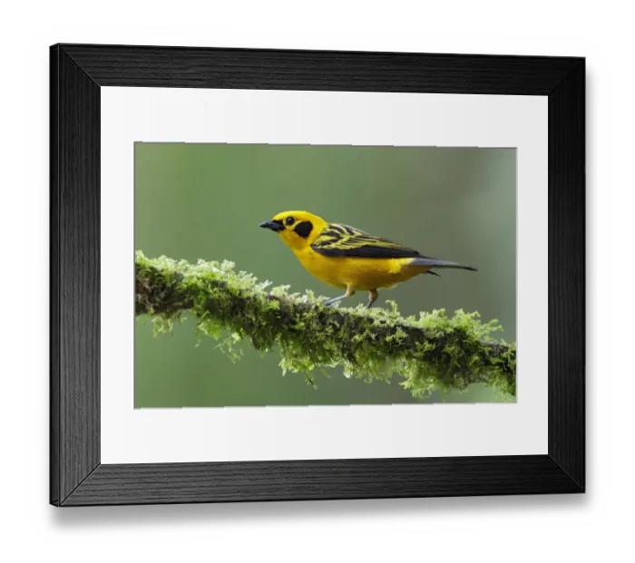 Framed Print : Golden Tanager Framed Print : Golden Tanager