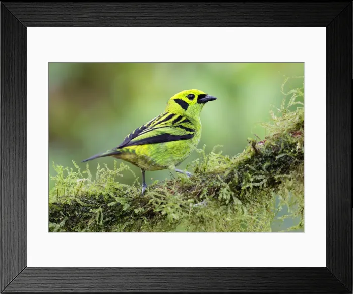 Framed Print : Emerald Tanager Framed Print : Emerald Tanager