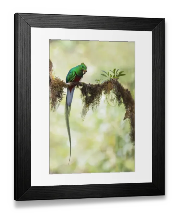 Framed Print : Resplendent Quetzal Framed Print : Resplendent Quetzal