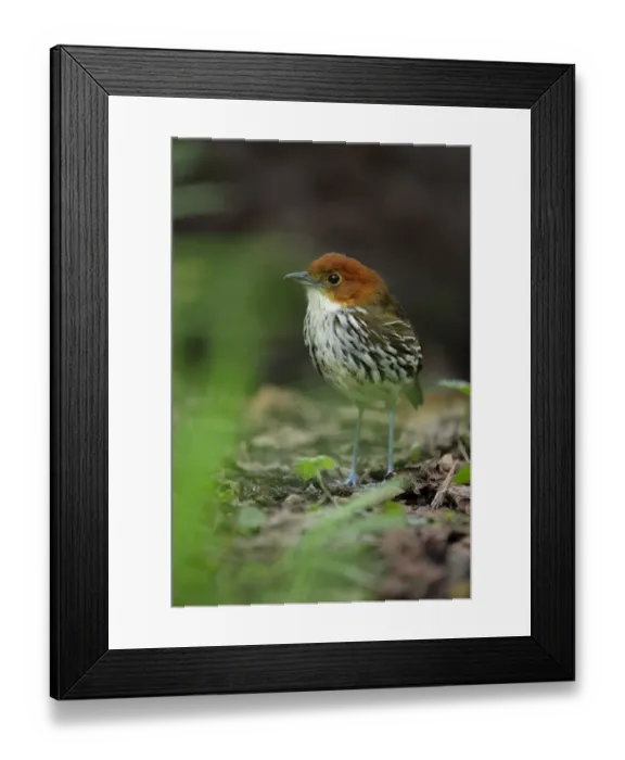 Framed Print : Chestnut-crowned Antpitta Framed Print : Chestnut-crowned Antpitta