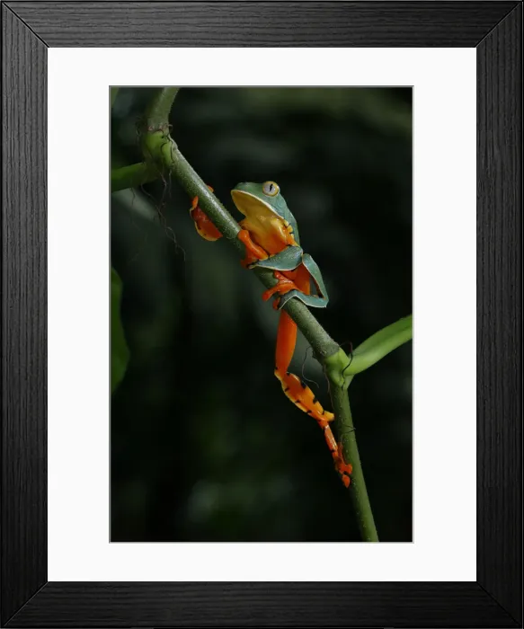 Framed Print : Splendid Leaf Frog Framed Print : Splendid Leaf Frog