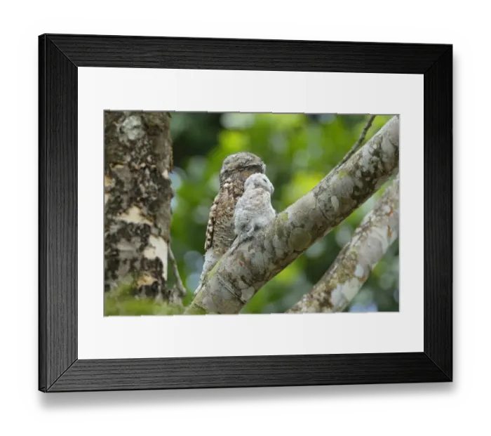 Framed Print : Great Potoo Framed Print : Great Potoo