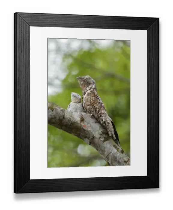 Framed Print : Great Potoo