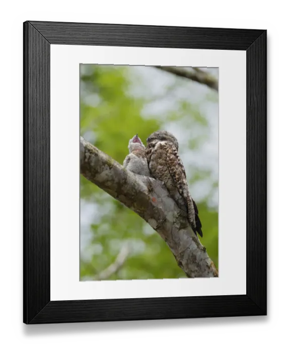Framed Print : Great Potoo Framed Print : Great Potoo