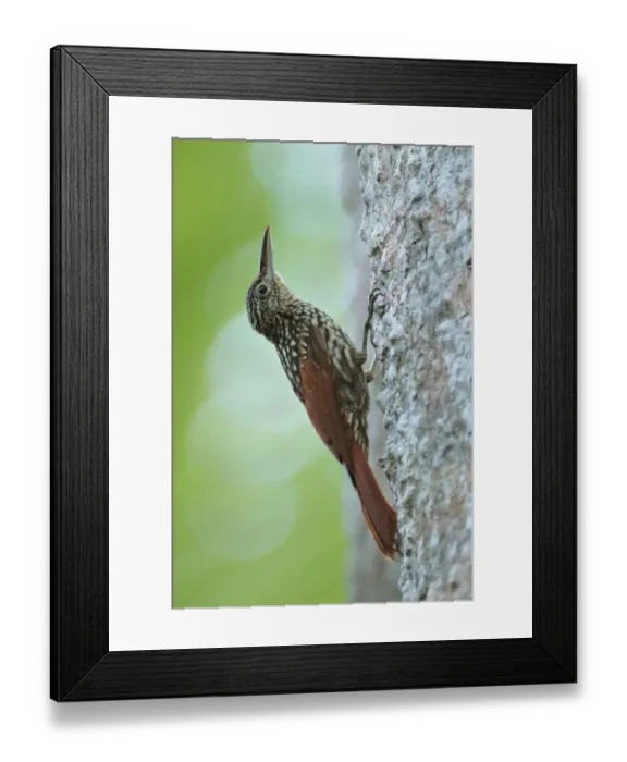 Framed Print : Black-striped Woodcreeper Framed Print : Black-striped Woodcreeper