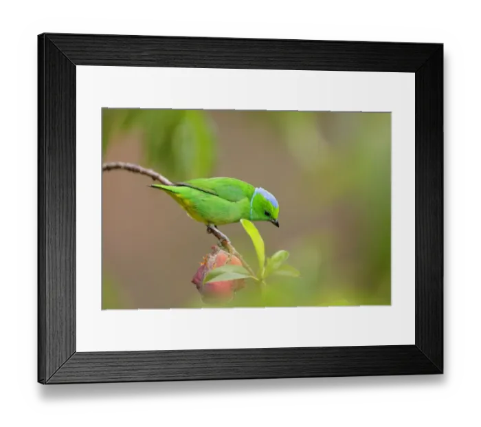 Framed Print : Golden-browed Chlorophonia