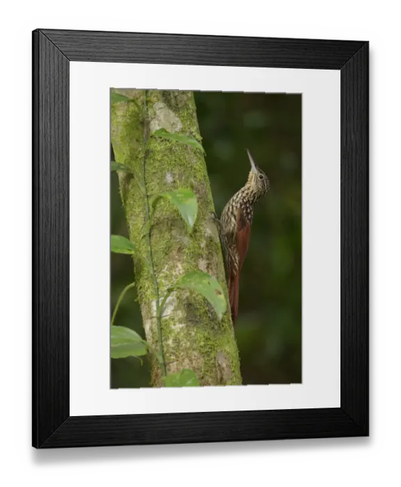Framed Print : Black-striped Woodcreeper Framed Print : Black-striped Woodcreeper