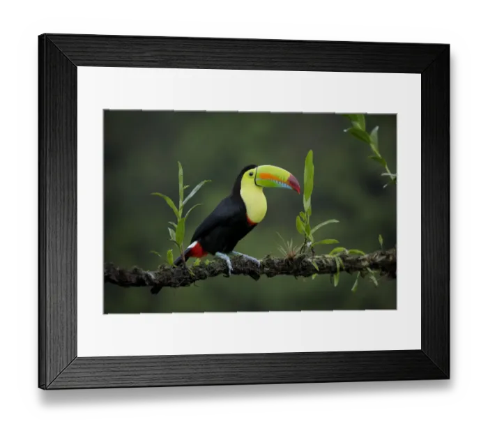 Framed Print : Keel-billed Toucan Framed Print : Keel-billed Toucan
