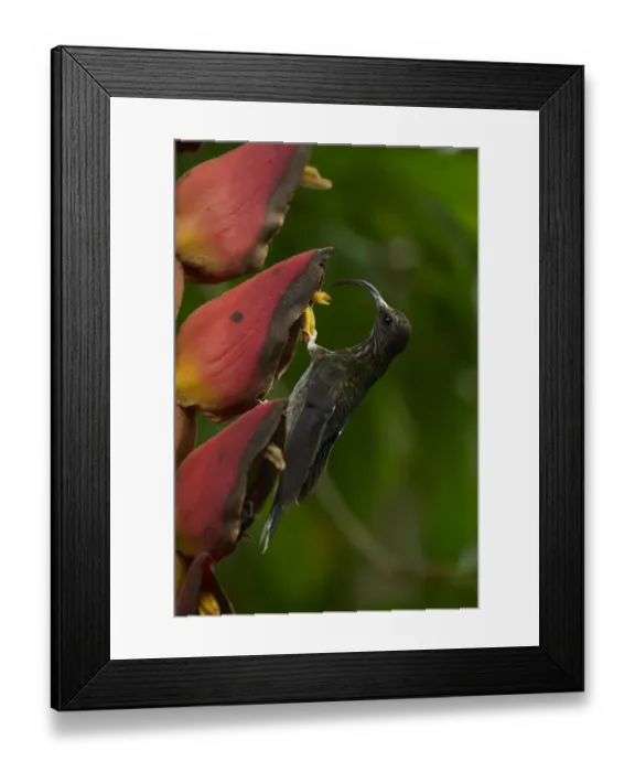 Framed Print : White-tipped Sicklebill