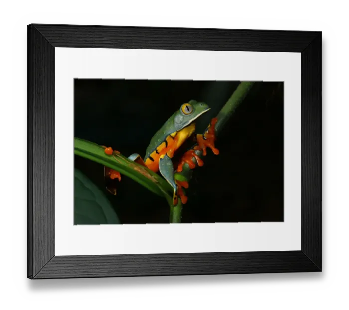 Framed Print : Splendid Leaf Frog