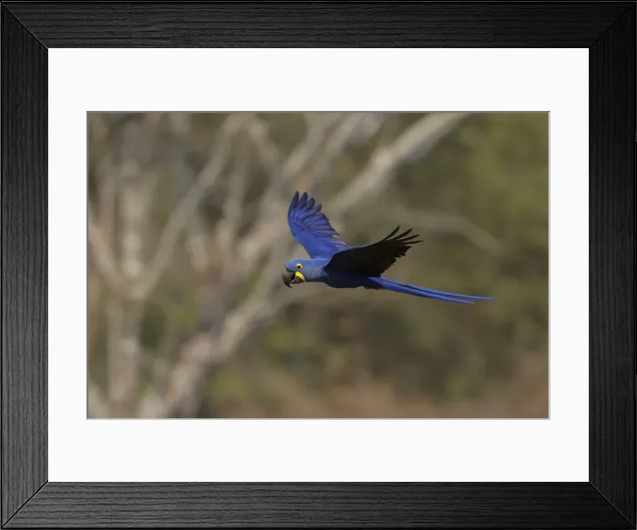 Framed Print : Hyacinth Macaw (Anodorhynchus hyacinthinus)