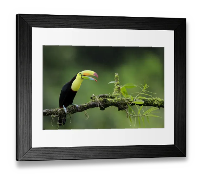 Framed Print : Keel-billed Toucan (Ramphastos sulfuratus) Framed Print : Keel-billed Toucan (Ramphastos sulfuratus)