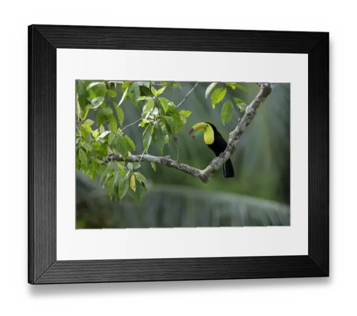 Framed Print : Keel-billed Toucan (Ramphastos sulfuratus) Framed Print : Keel-billed Toucan (Ramphastos sulfuratus)
