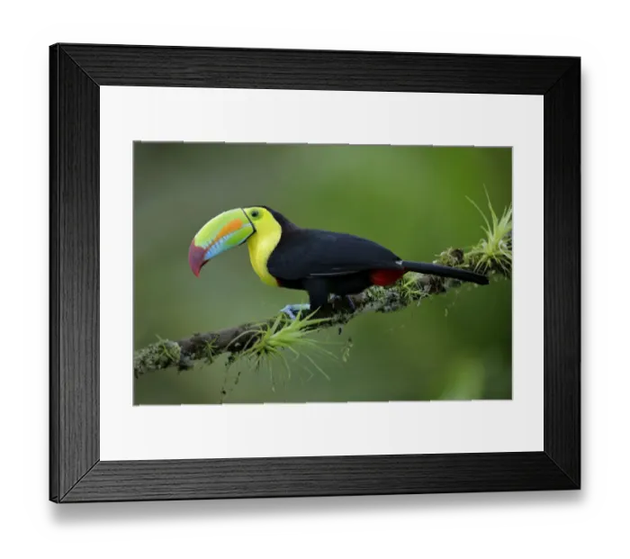 Framed Print : Keel-billed Toucan