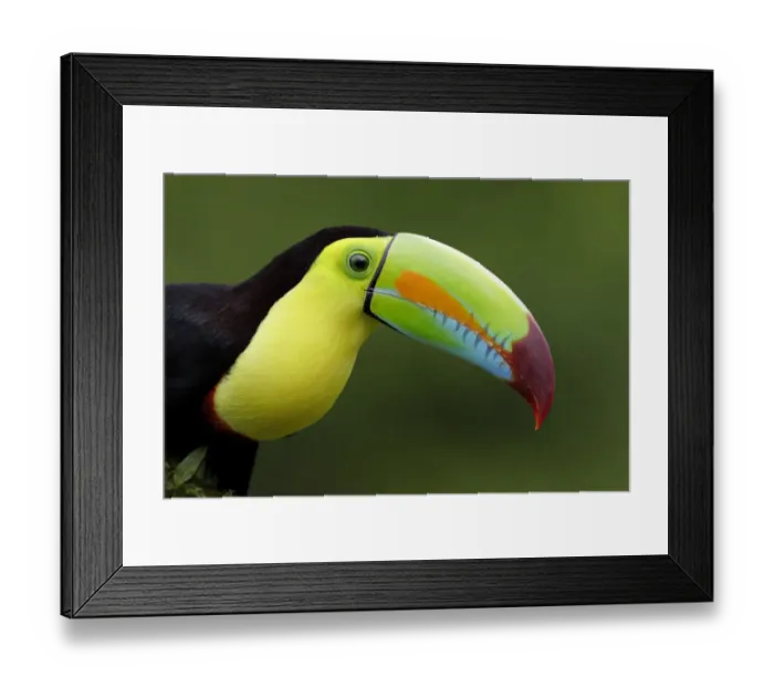 Framed Print : Keel-billed Toucan