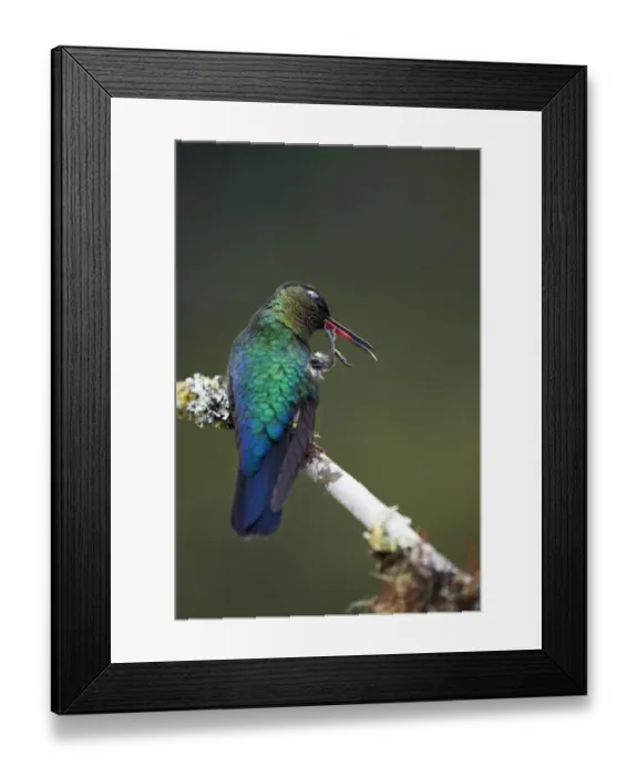 Framed Print : Fiery-throated Hummingbird Framed Print : Fiery-throated Hummingbird