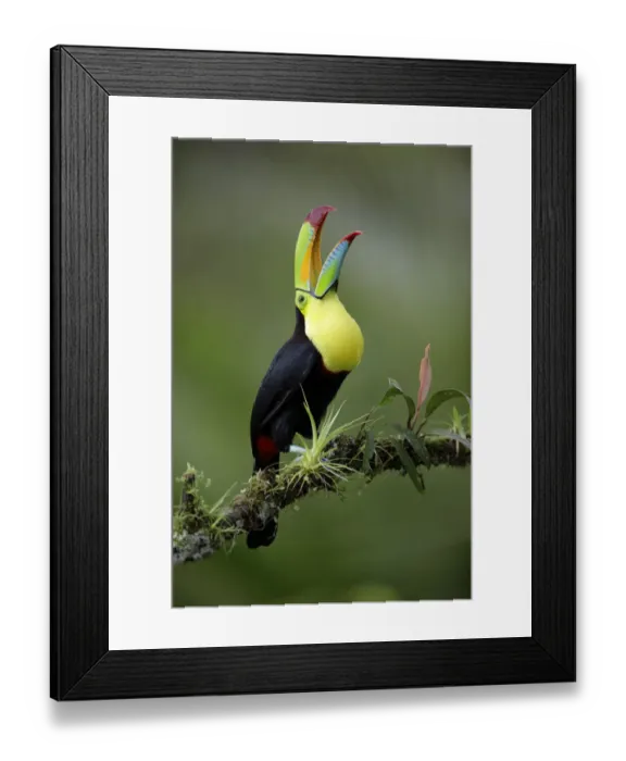Framed Print : Keel-billed Toucan