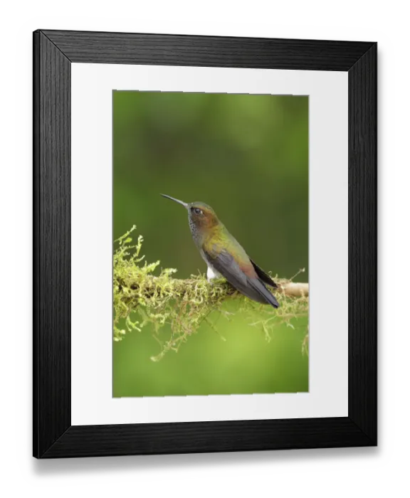Framed Print : Hoary Puffleg (Haplophaedia lugens) Framed Print : Hoary Puffleg (Haplophaedia lugens)