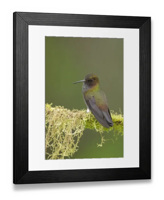 Framed Print : Hoary Puffleg (Haplophaedia lugens) Framed Print : Hoary Puffleg (Haplophaedia lugens)