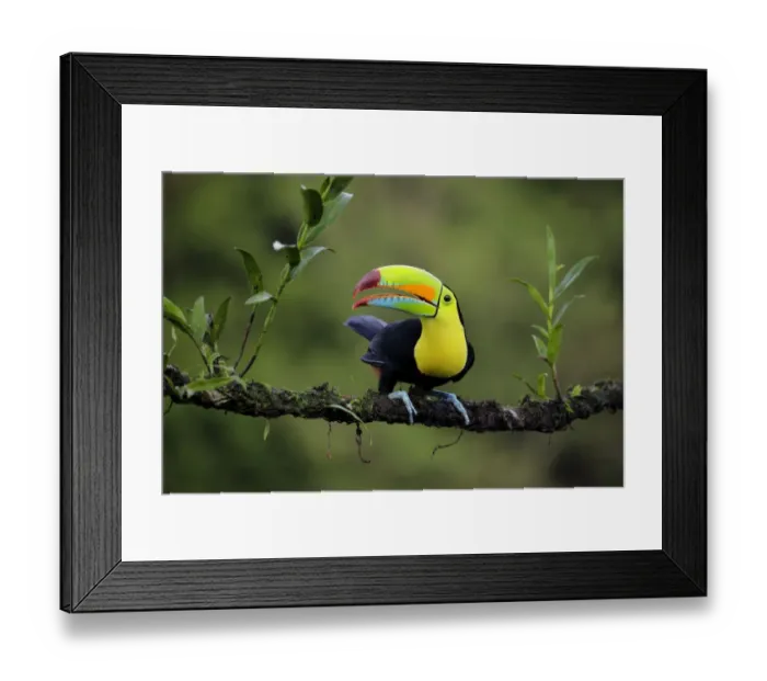 Framed Print : Keel-billed Toucan (Ramphastos sulfuratus) Framed Print : Keel-billed Toucan (Ramphastos sulfuratus)
