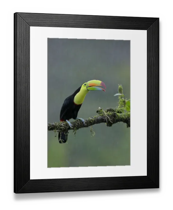 Framed Print : Keel-billed Toucan (Ramphastos sulfuratus) Framed Print : Keel-billed Toucan (Ramphastos sulfuratus)