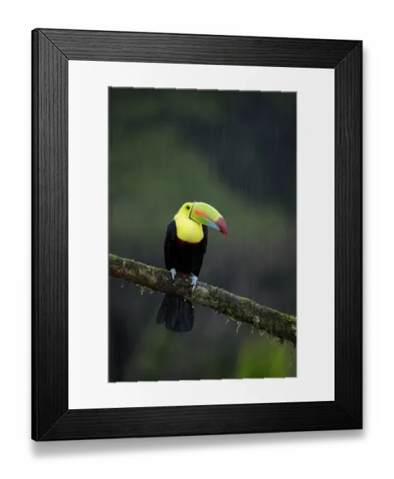 Framed Print : Keel-billed Toucan (Ramphastos sulfuratus) Framed Print : Keel-billed Toucan (Ramphastos sulfuratus)