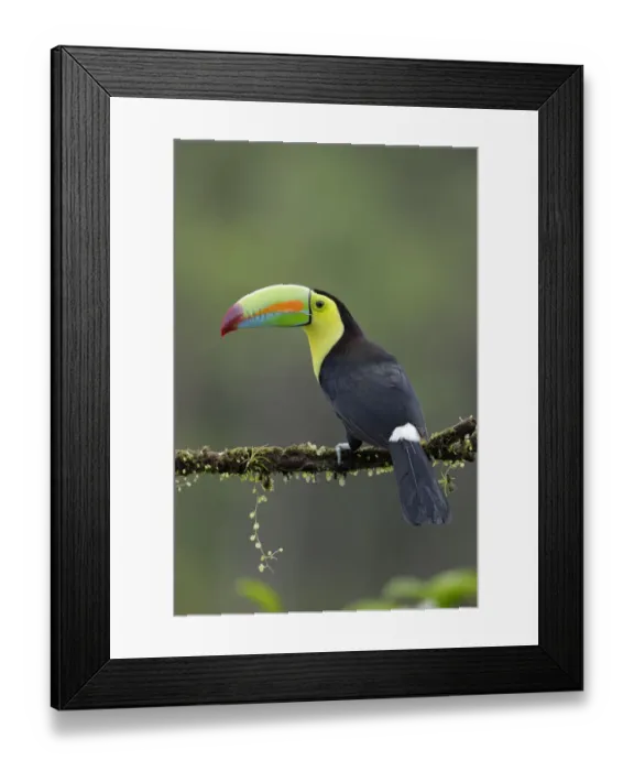 Framed Print : Keel-billed Toucan Framed Print : Keel-billed Toucan