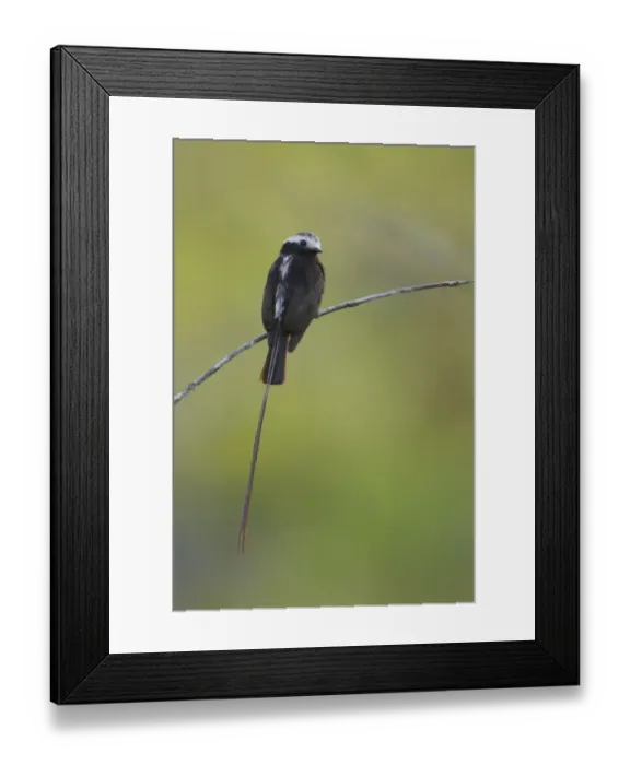 Framed Print : Long-tailed Tyrant Framed Print : Long-tailed Tyrant