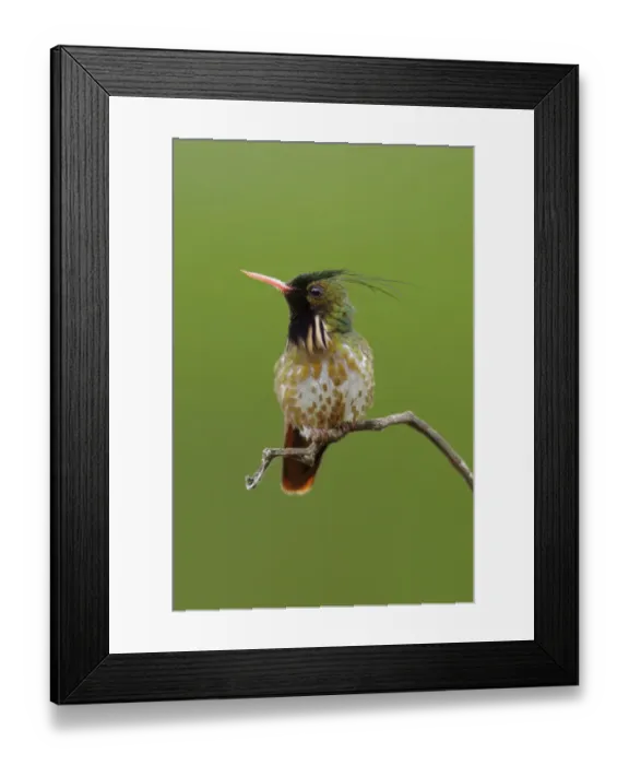 Framed Print : Black-crested Coquette (Lophornis helenae) Framed Print : Black-crested Coquette (Lophornis helenae)