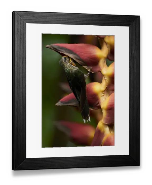 Framed Print : White-tipped Sicklebill Framed Print : White-tipped Sicklebill