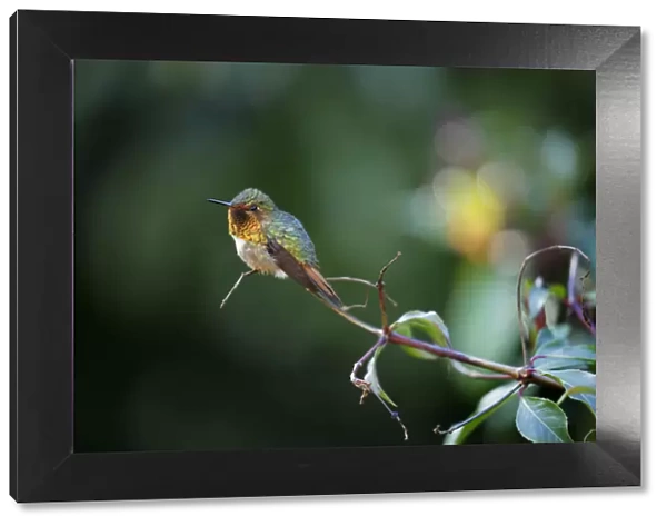 Scintillant Hummingbird (Selasphorus scintilla)