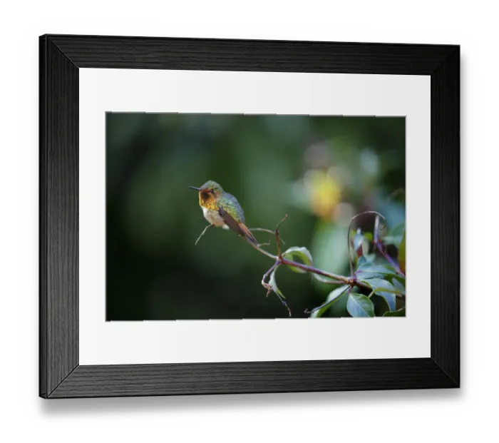 Framed Print : Scintillant Hummingbird (Selasphorus scintilla) Framed Print : Scintillant Hummingbird (Selasphorus scintilla)