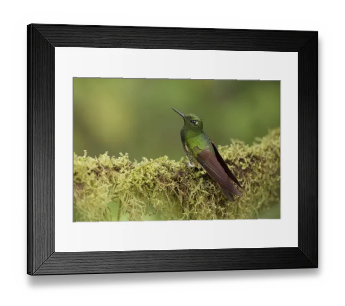 Framed Print : Buff-tailed Coronet (Boissonneaua flavescens) Framed Print : Buff-tailed Coronet (Boissonneaua flavescens)