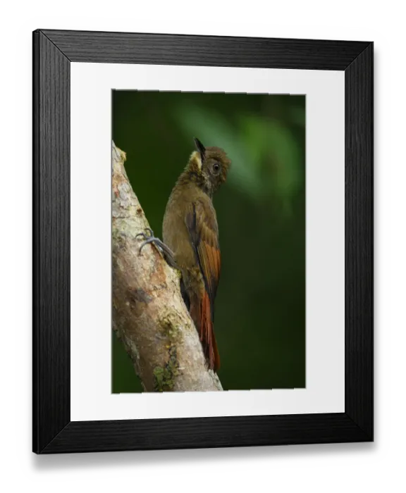 Framed Print : Tawny-winged Woodcreeper Framed Print : Tawny-winged Woodcreeper