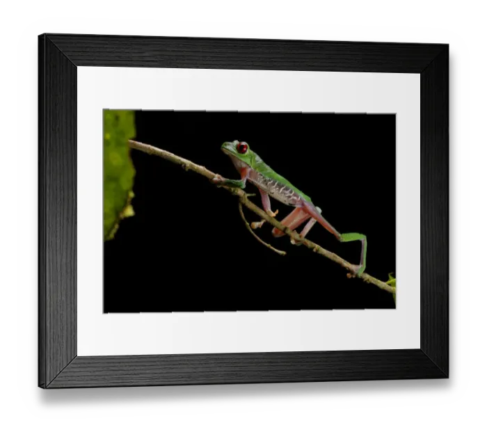 Framed Print : Red-eyed Tree frog Framed Print : Red-eyed Tree frog