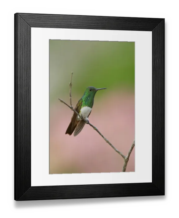 Framed Print : Snowy-bellied Hummingbird (Amazilia edward) Framed Print : Snowy-bellied Hummingbird (Amazilia edward)