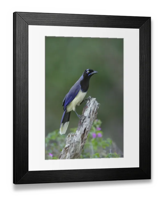 Framed Print : Black-chested Jay (Cyanocorax affinis) foraging Framed Print : Black-chested Jay (Cyanocorax affinis) foraging