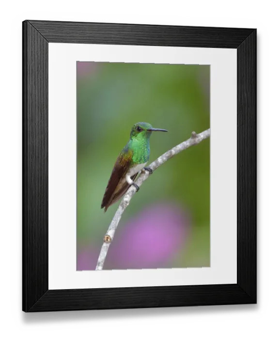 Framed Print : Snowy-bellied Hummingbird Framed Print : Snowy-bellied Hummingbird