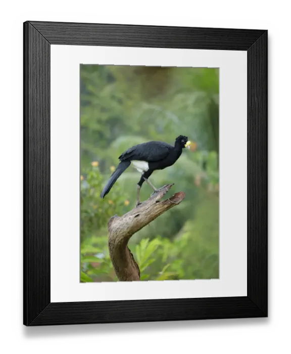 Framed Print : Great Curassow (Crax rubra)