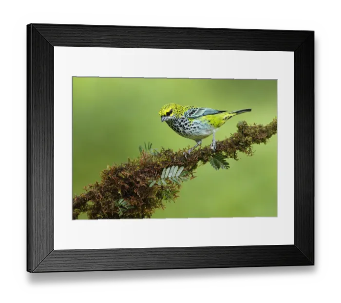 Framed Print : Speckled tanager Framed Print : Speckled tanager