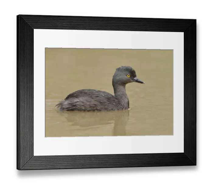 Framed Print : Least Grebe in pond, Costa Rica Framed Print : Least Grebe in pond, Costa Rica
