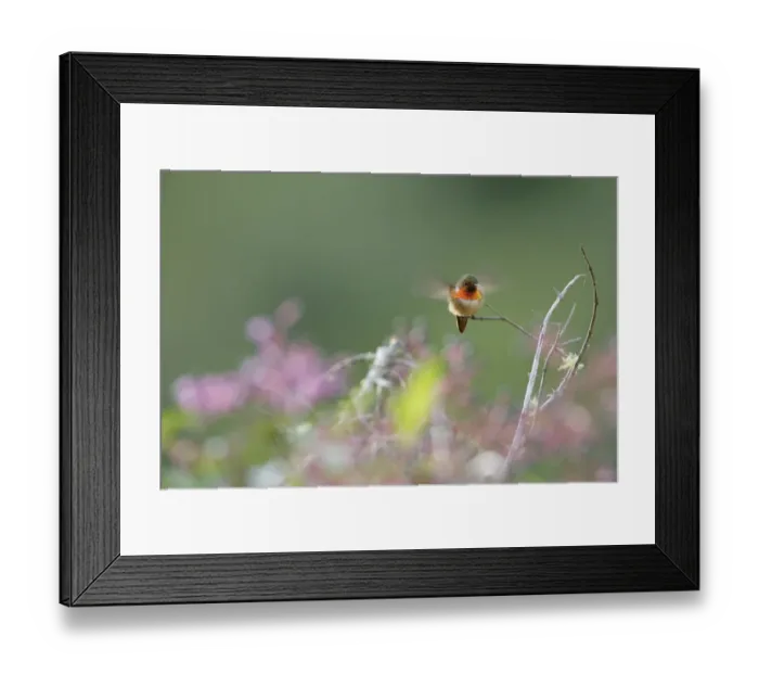 Framed Print : Scintillant Hummingbird Framed Print : Scintillant Hummingbird