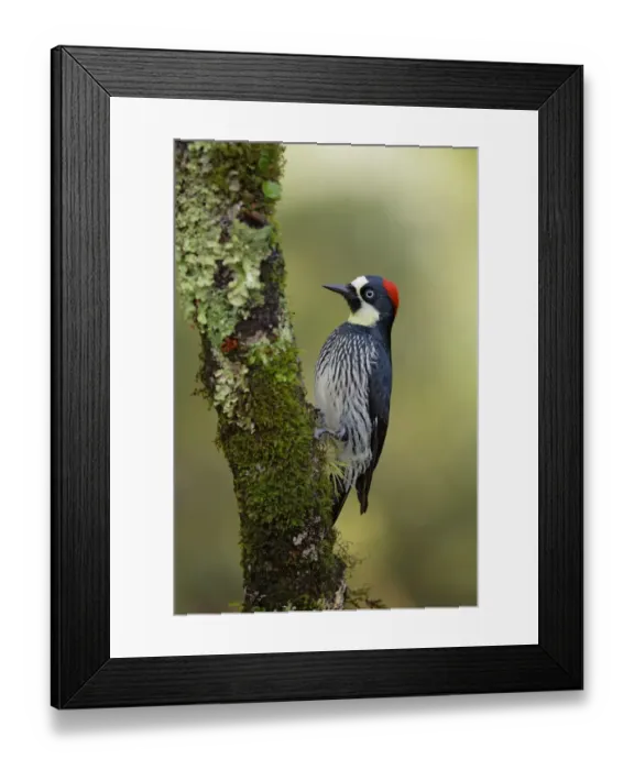 Framed Print : Acorn Woodpecker Framed Print : Acorn Woodpecker