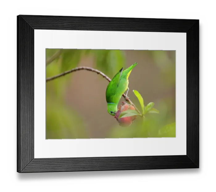 Framed Print : Golden-browed Chlorophonia Framed Print : Golden-browed Chlorophonia