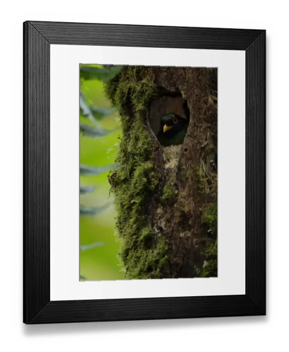 Framed Print : Masked Trogon Framed Print : Masked Trogon